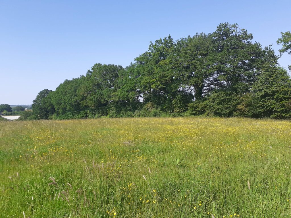 Haie bocagère en bon état