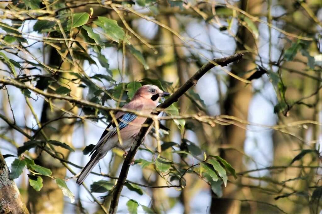 Notre démarche : des haies pour la biodiversité