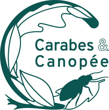 Logo de l'association Carabes & Canopée