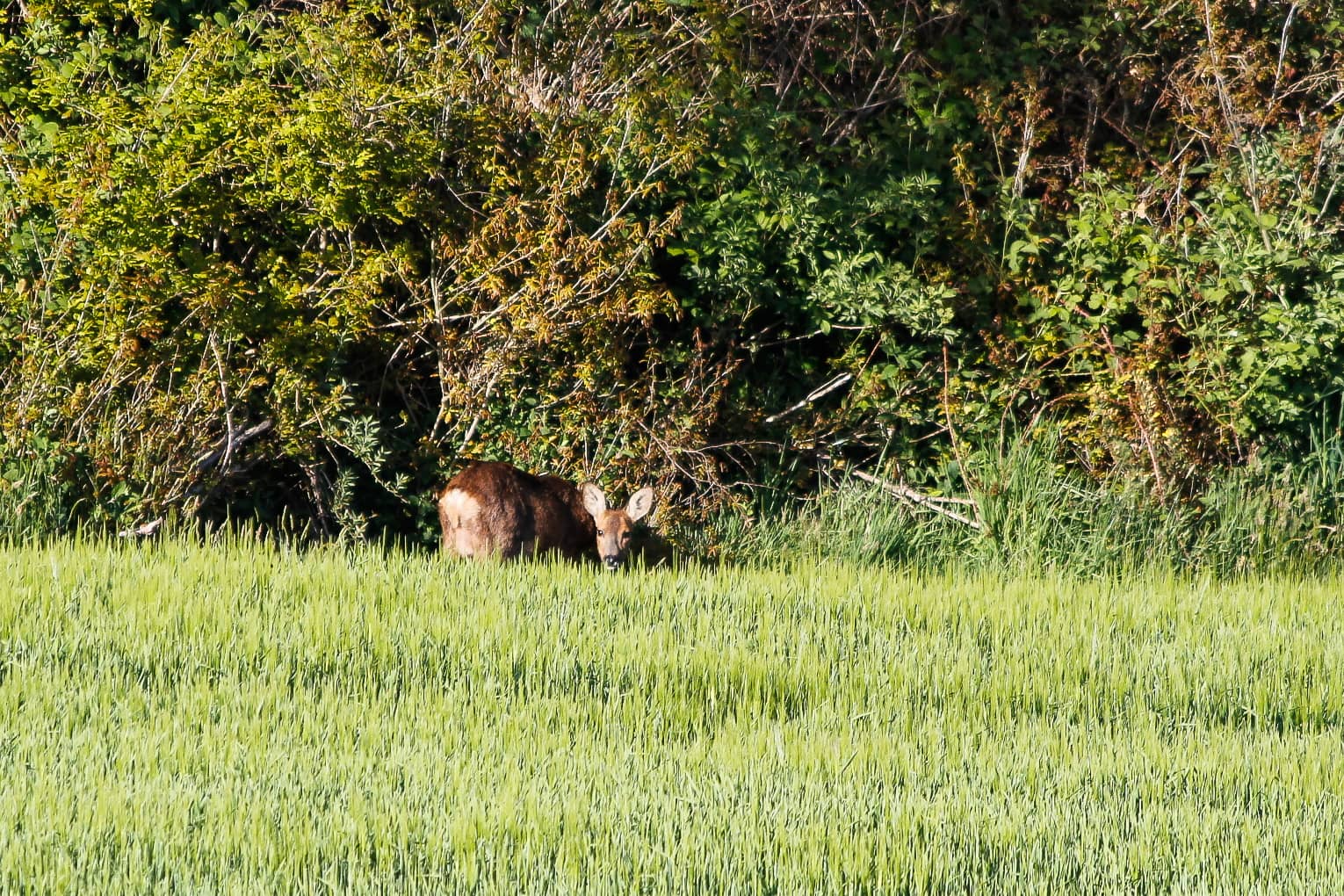 Notre démarche : des haies pour la biodiversité