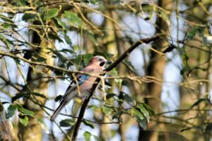 Formation : Comprendre les oiseaux et leurs habitats