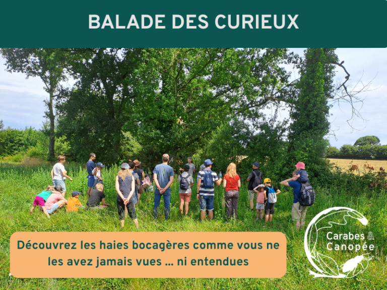 Balade des curieux 2026